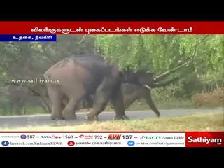 நீலகிரி: உலா வரும் வனவிலங்குகளுடன் புகைப்படம் எடுக்க கூடாது - வனத்துறை எச்சரிக்கை