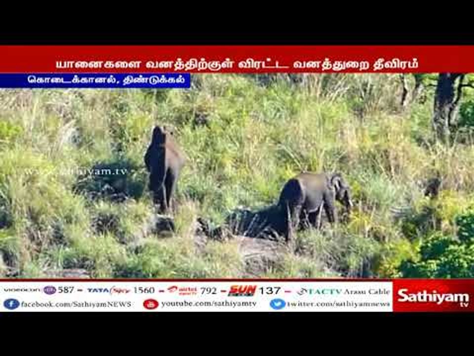 கிராமப்பகுதியில் முகாமிட்டுள்ள காட்டு யானைகள் - விரட்டும் பணியில் வனத்துறையினர் தீவிரம்