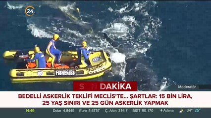 Balina ağlara takıldı