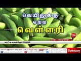 சத்தியம் சிறப்பு செய்தி - வெயிலுக்கு ஏற்ற வெள்ளரி