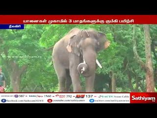 முதுமலை புலிகள் காப்பகம் யானைகள் முகாமில் இன்று முதல் கும்கி பயிற்சி முகாம் துவக்கம்