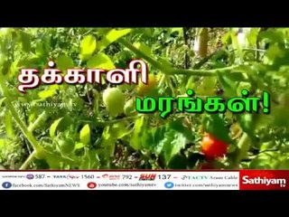 தக்காளி மரங்கள் – சத்தியம் சிறப்புச் செய்தி