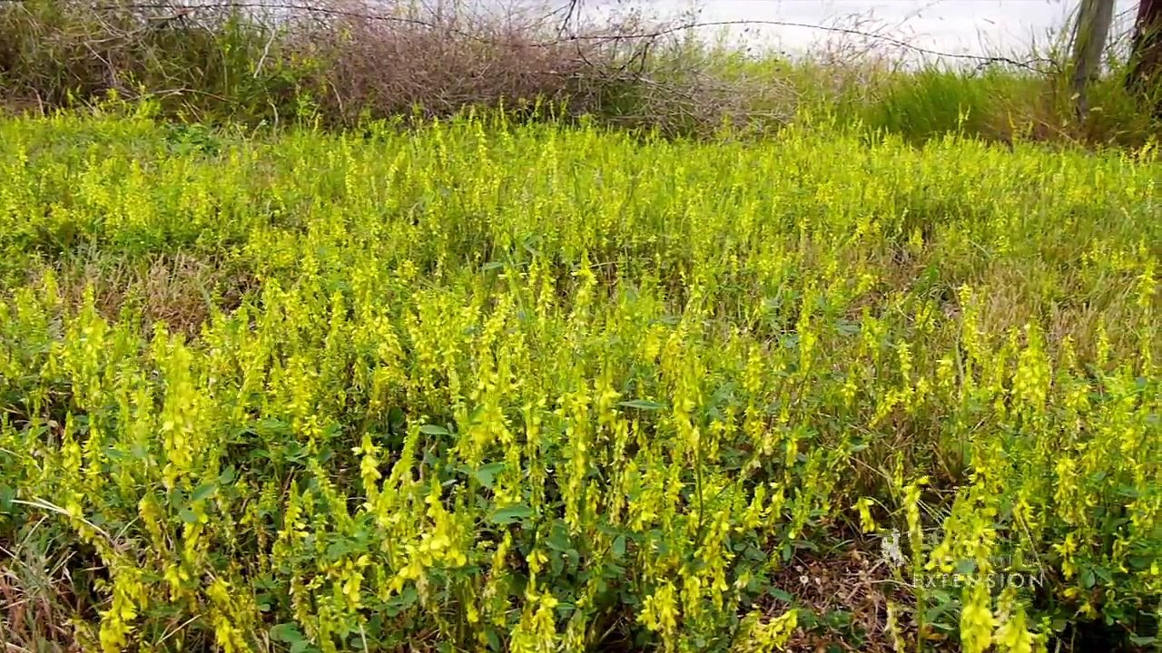 Facts About Yellow Sweet Clover