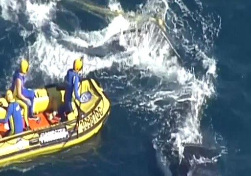 Kambur Balina, Köpek Balığı Ağlarından Böyle Kurtarıldı