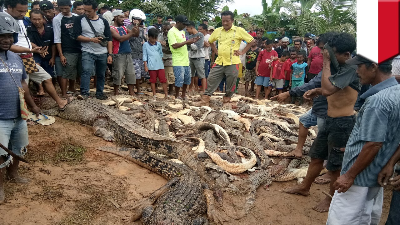 Indonesian mob slaughters 292 crocodiles in revenge killing