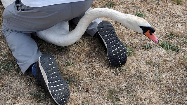 Curiosas imágenes del censo de los cisnes de la Reina de Inglaterra