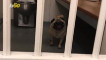 Runaway Pug's Mugshot Goes Viral and Helps Reunite Pooch With Owner