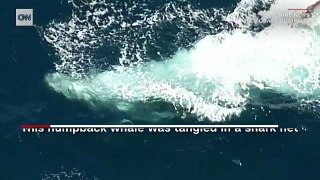 Australian rescuers free whale from shark net