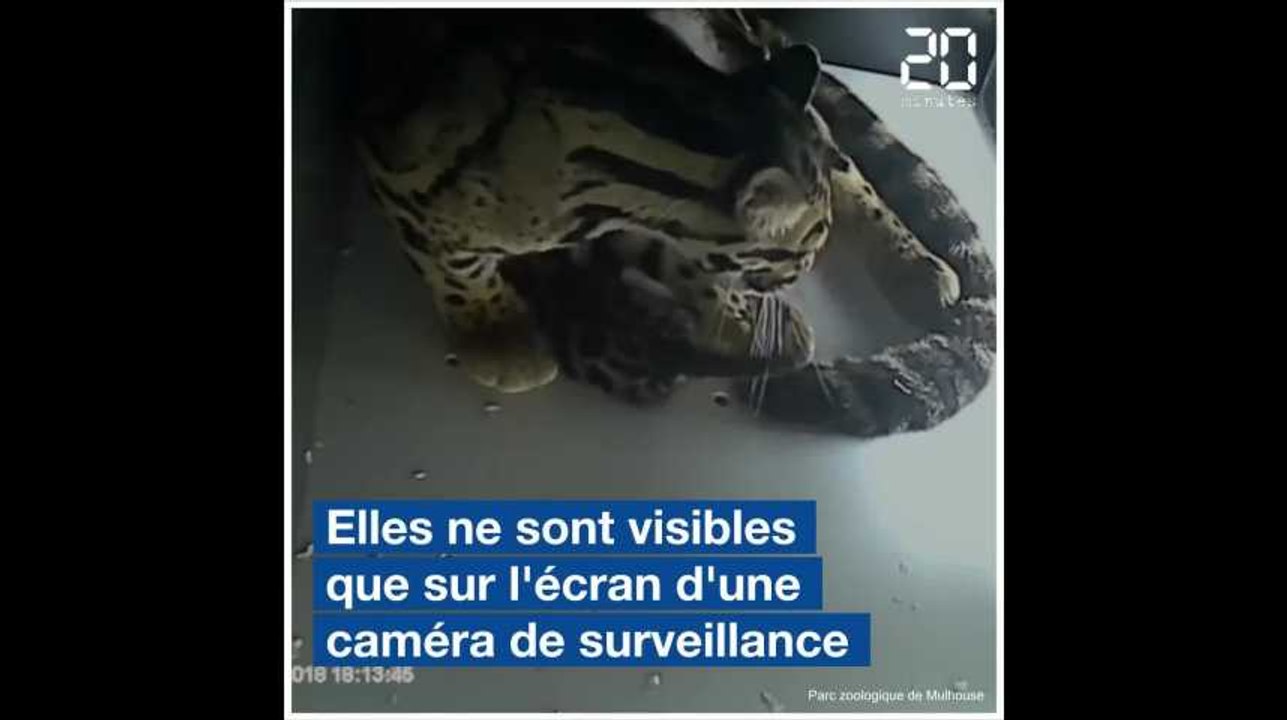 Mulhouse: Deux panthères nébuleuses viennent de naître, et c'est exceptionnel