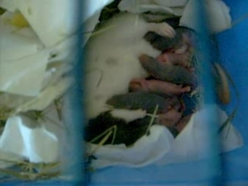 Les bibous de Ange le 15/12/2007