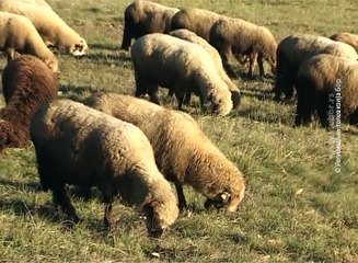 Raspisani konkursi  za poljoprivredne subvencije , 17. jul 2018. (RTV Bor)