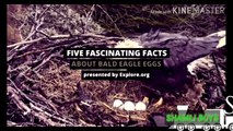 7 Cool Facts About Bald Eagles {Bald Eagles: Facts About American Mascot