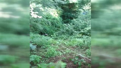 İşçiler Yamaca Yuvarlanan Çay Dolu Bez İçin Seferber Oldular