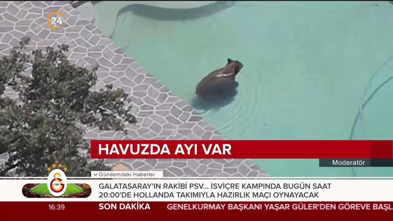 Havuzda ayı var