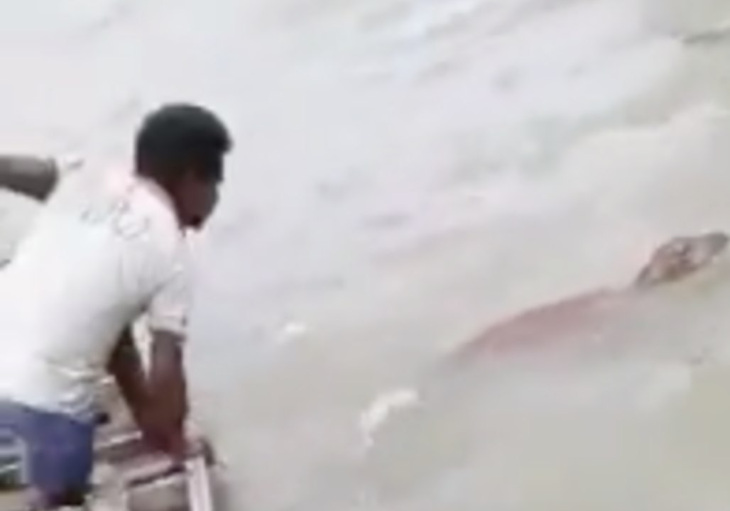 Authorities in Meghalaya Pull Drowning Deer to Safety