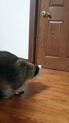 Pet raccoon learns how to open doors
