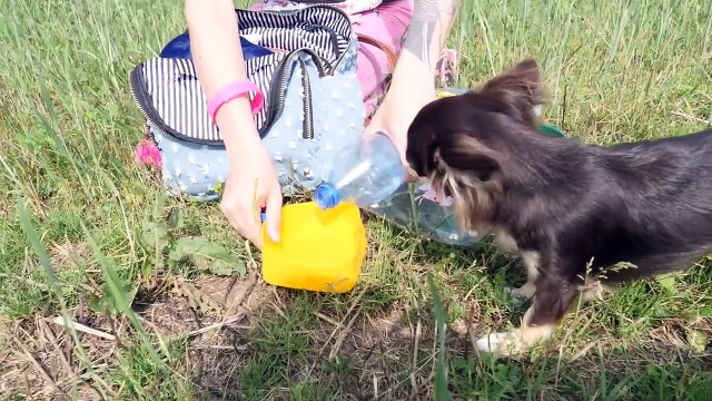 КОРОЧЕ, МЫ В ЛЕСУ! ЮМИ СЪЕЛА ГРИБ! СОФИ ЗАСТРЯЛА! ЭПИК ВЛОГ со всеми собаками Magic Family