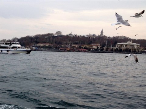 Seagulls of Bosphorus and the Topkapi Palace in the background