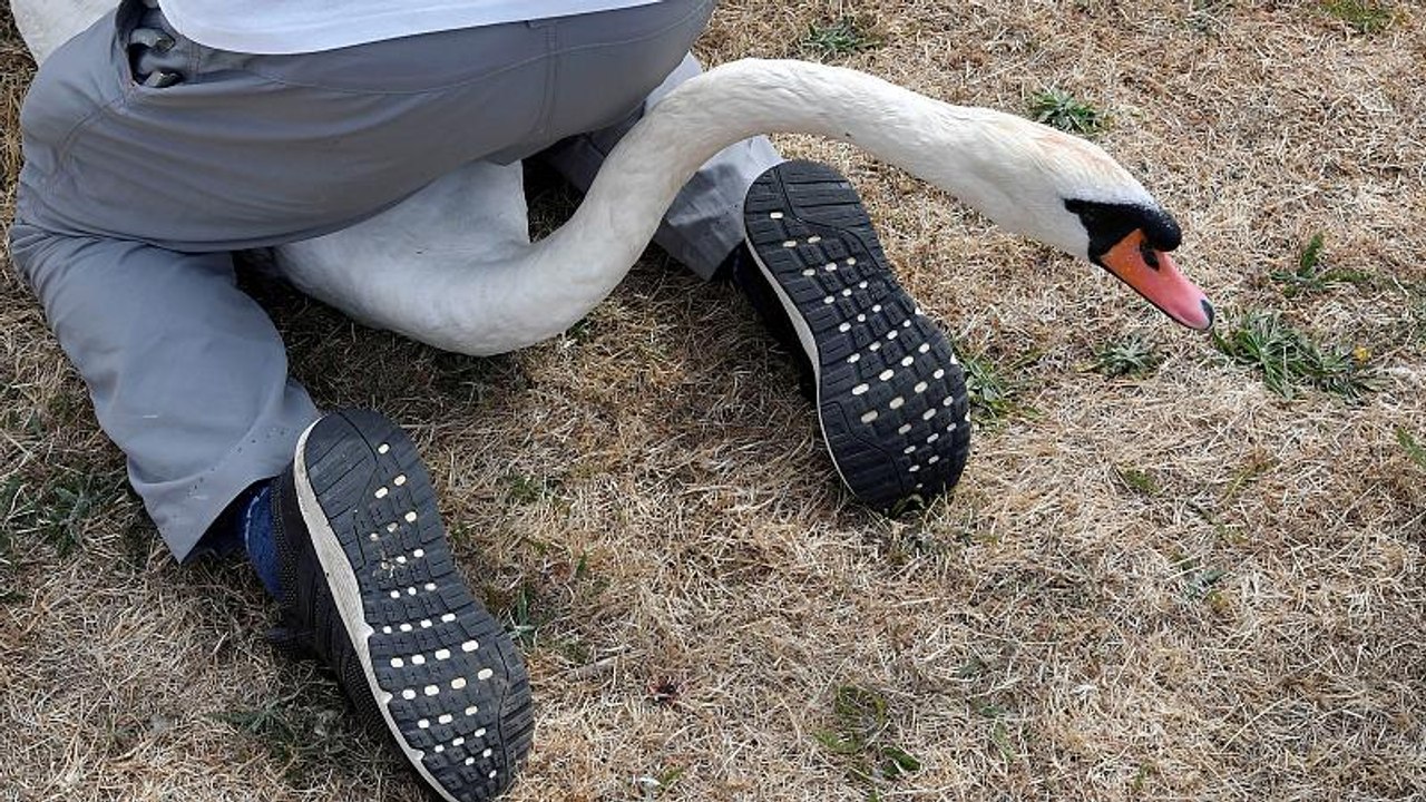 شاهد: عد بجع الملكة إليزابيث.. تقليد عمره 800 عام