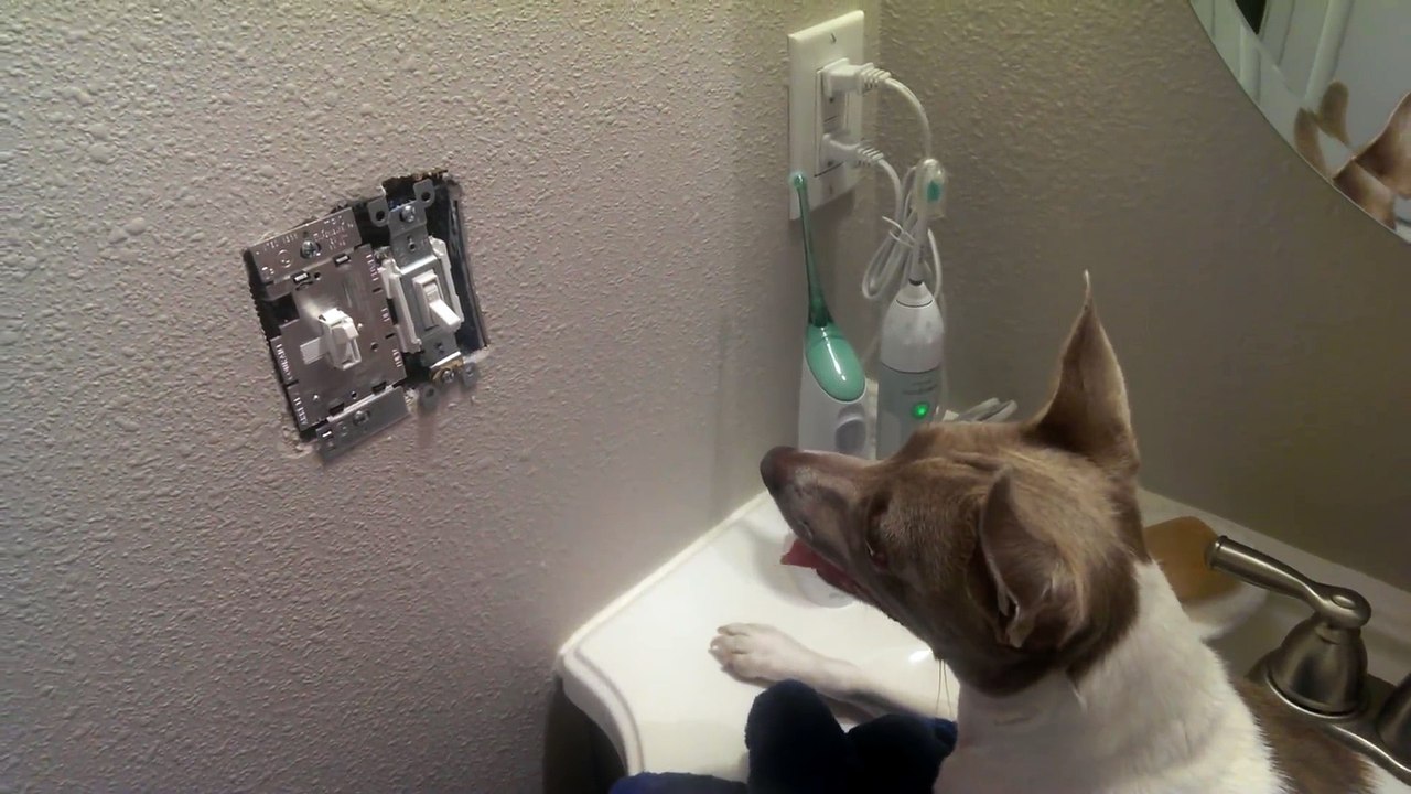 Dog vs. Mouse