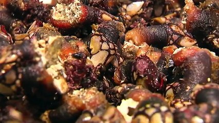 Noticia | Los drones vigilan a los furtivos