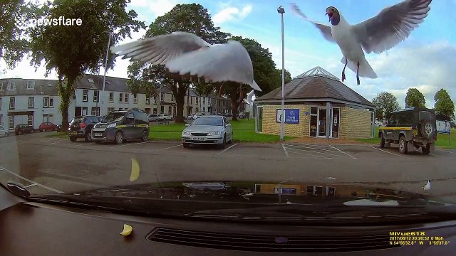 Unfortunate seagulls thwarted in attempt to gobble up chip placed on car dashboard