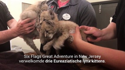 Six Flags Great Adventure verwelkomt schattige lynxkittens