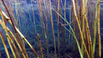 Girl swimming with BIG BASS in the Rainbow River