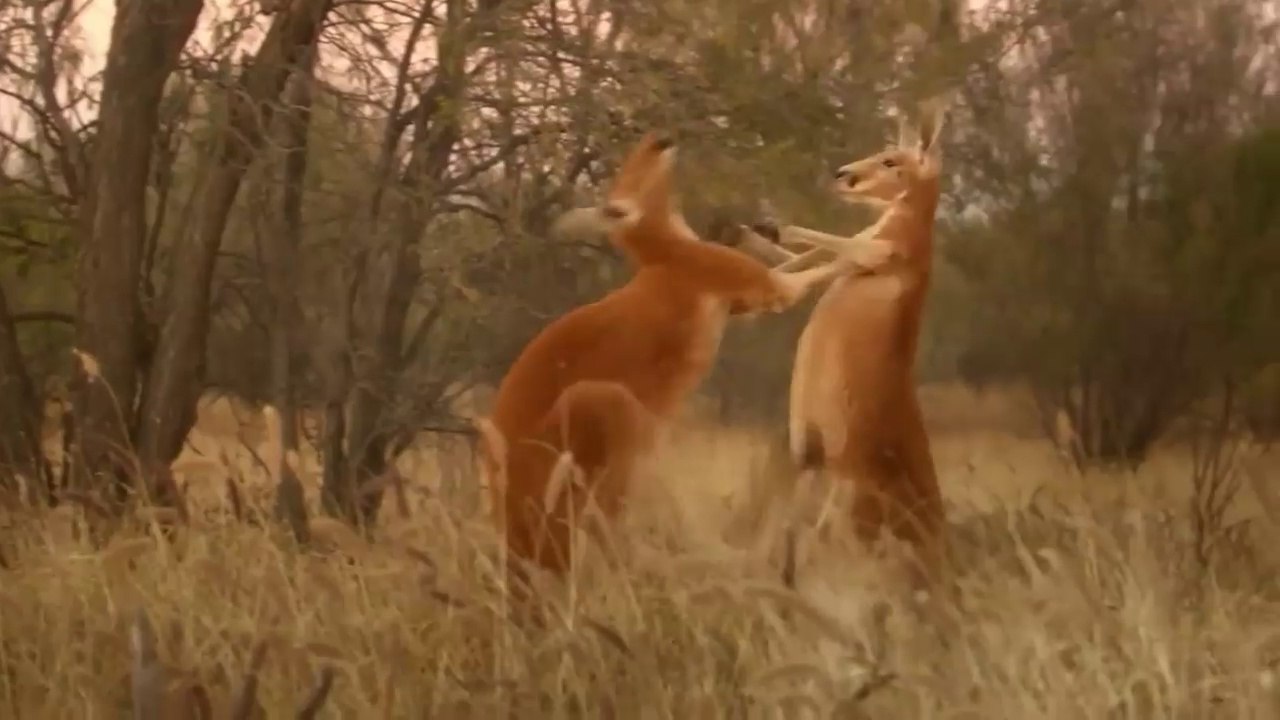 National Geographic Animals - The Kangaroo King 1