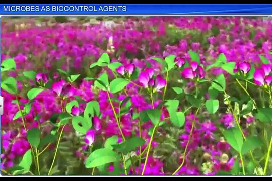 (5)CBSE Class 12 Biology, Microbes In Human Welfare – 5, Microbes As Biocontrol Agents
