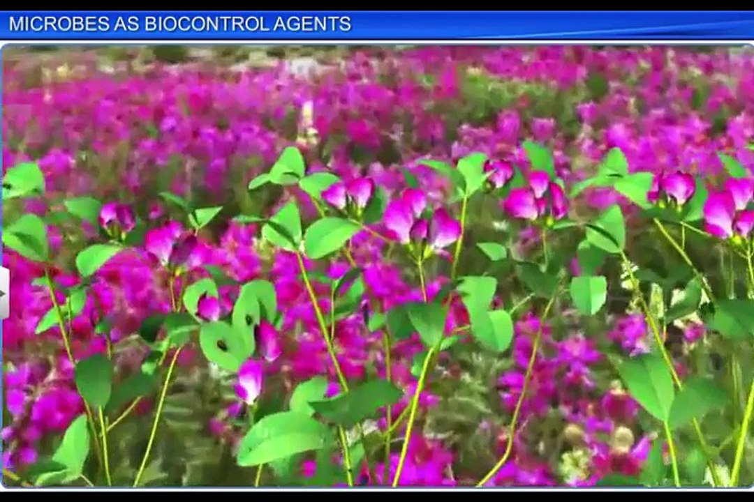 (5)CBSE Class 12 Biology, Microbes In Human Welfare – 5, Microbes As Biocontrol Agents