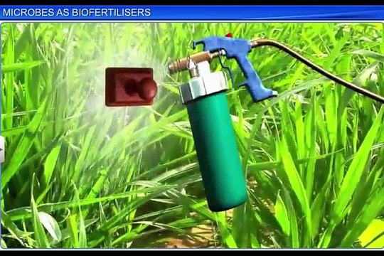 (6)CBSE Class 12 Biology, Microbes In Human Welfare – 6, Microbes As Biofertilisers