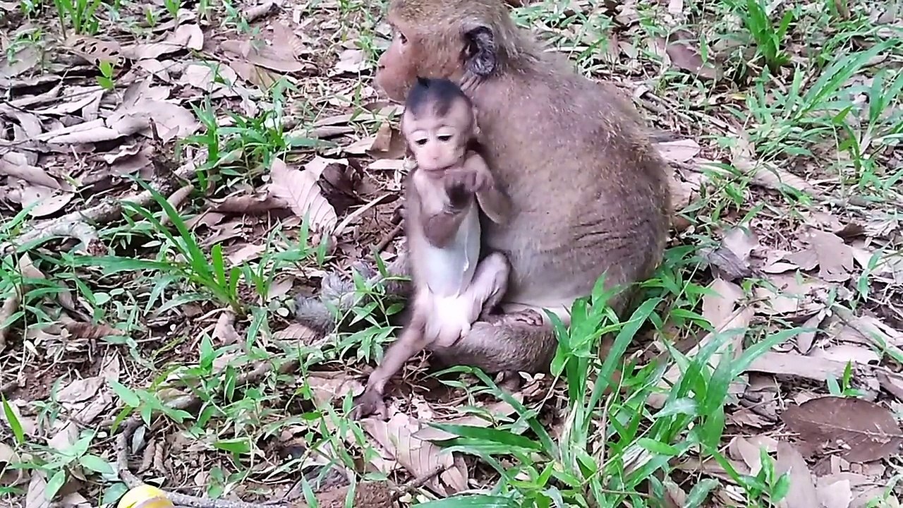 Oh! Mother monkey & baby monkey scare , what happens to them?