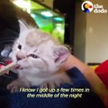 Tiny Paralyzed Kitten Is Incredibly Resilient