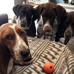 German Shorthair Pointers obsessed with Basset Hound's toy ball