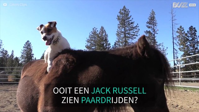 Hond rijdt paard als volleerde cowboy!