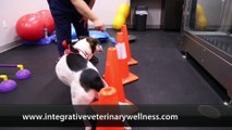 Welcome to Integrative Veterinary Wellness