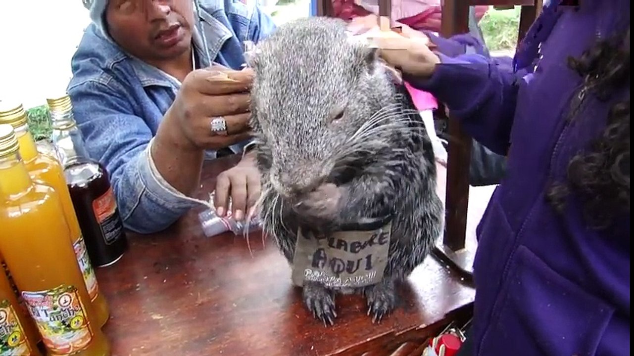 Master Splinter IRL