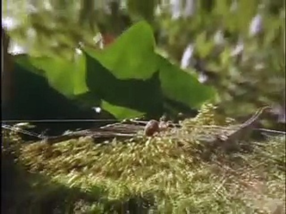 Les effets de la drogue sur les araignées (Environment Canada)