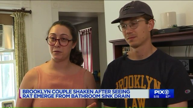 NYC Couple Shaken After Seeing Rat Emerge from Bathroom Sink Drain