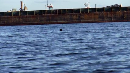 Sea Lion in the Puget Sound in a Kayak