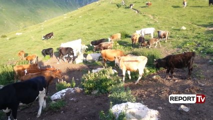Report Tv - Shfaqet në Fier sëmundja e brucelozës, bllokohen 2,8 ton qumësht