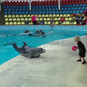 Cet enfant joue au ballon avec un dauphin