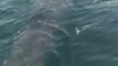 Ce pecheur fait la rencontre d'un requin baleine énorme et magnifique au large de la Floride