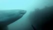 Ce plongeur tombe nez-à-nez avec un grand requin blanc et le fait fuir en criant