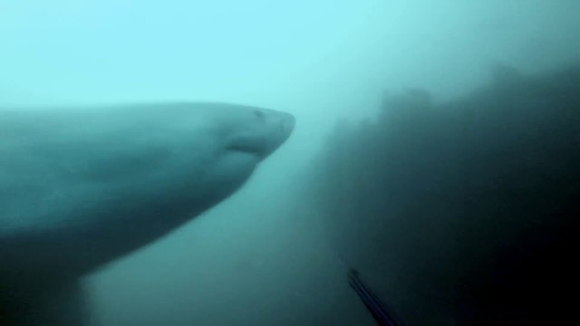 Ce plongeur tombe nez-à-nez avec un grand requin blanc et le fait fuir en criant