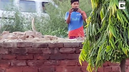 2 serpents en plein combat pour leur territoire