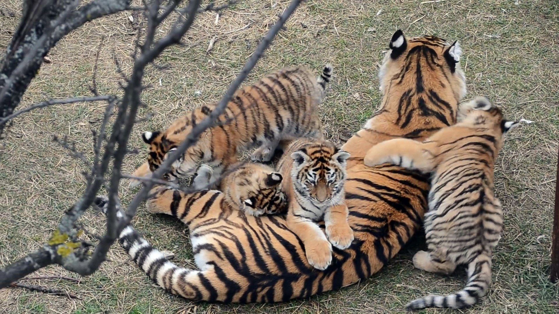 Une Maman Tigre Et Ses 4 Petits Tigrons Adorable Video Dailymotion