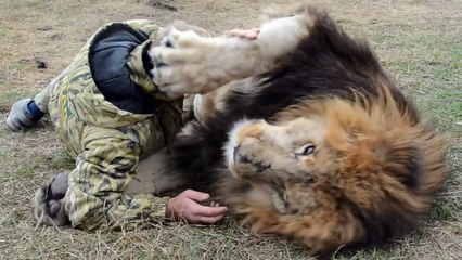 Gros calin entre un lion et son dresseur