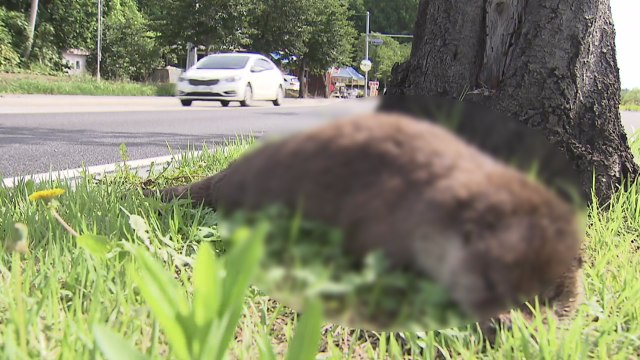 [현장24] 천연기념물 수달 로드킬...주의표지판도 없는 생태도로 / YTN